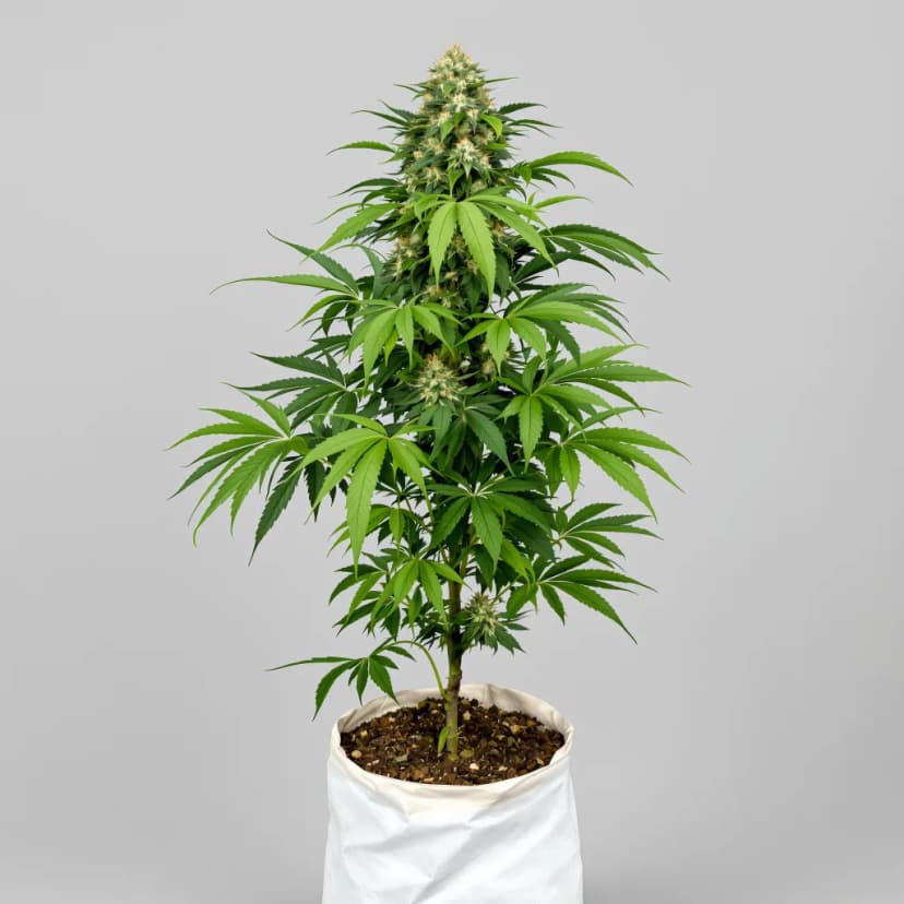 Brand X feminized cannabis plant
