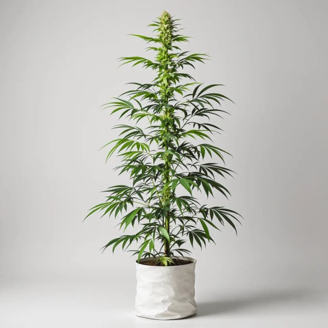 Bruce Almighty feminized cannabis plant