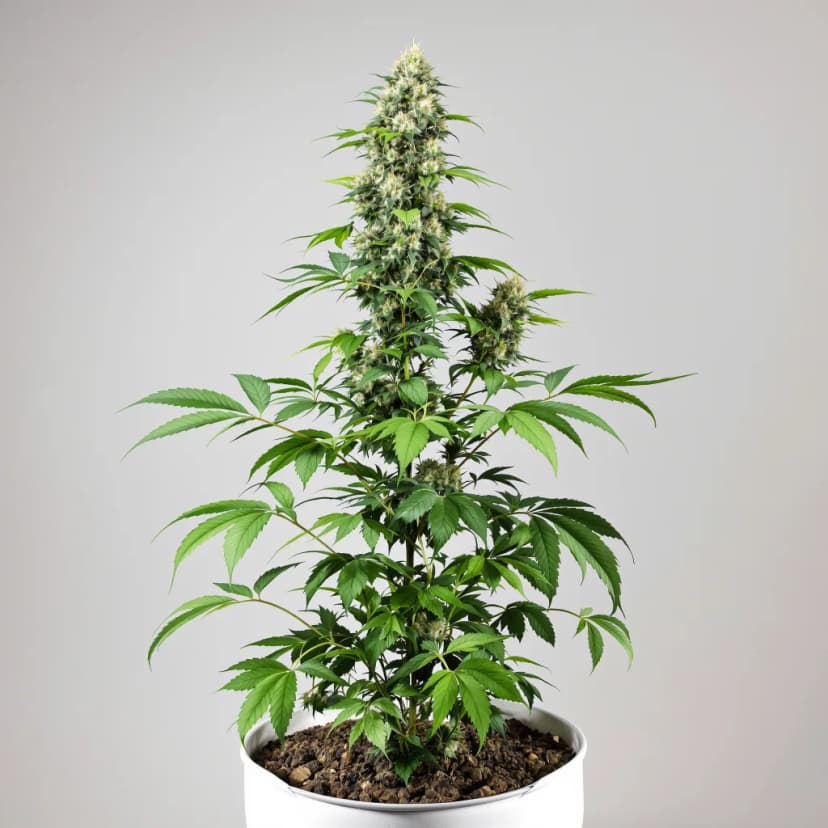 Bruce Banner feminized cannabis plant