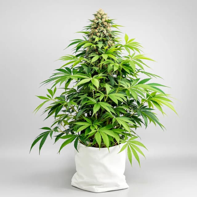 Bubba Gift feminized cannabis plant