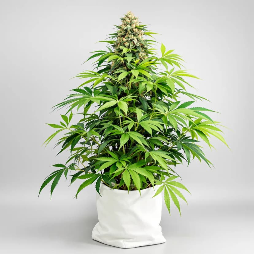 Bubba Gift feminized cannabis plant