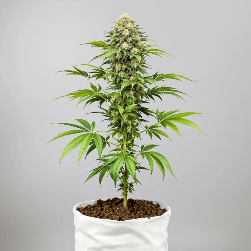 Bubba Kush feminized cannabis plant