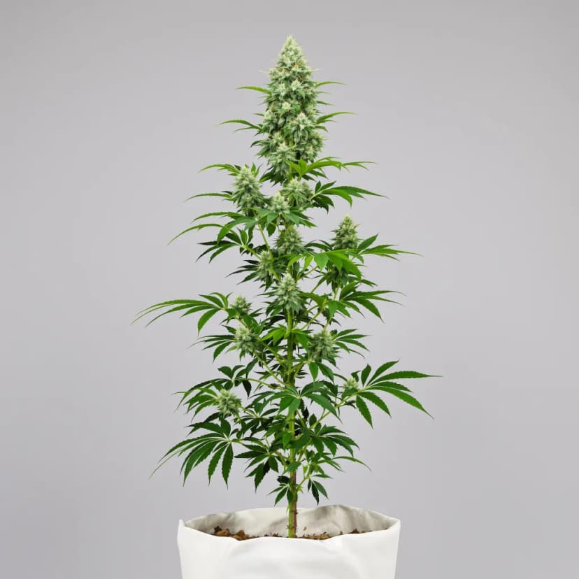 Bubba Tom Hayes feminized cannabis plant