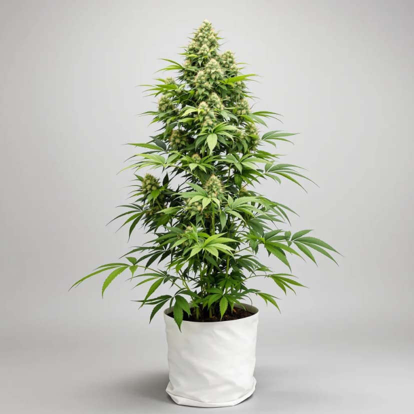 Bubblegum autoflower cannabis plant