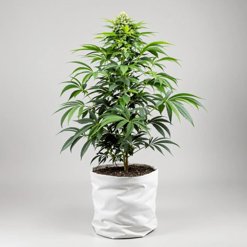 Bubblegum Kush feminized cannabis plant