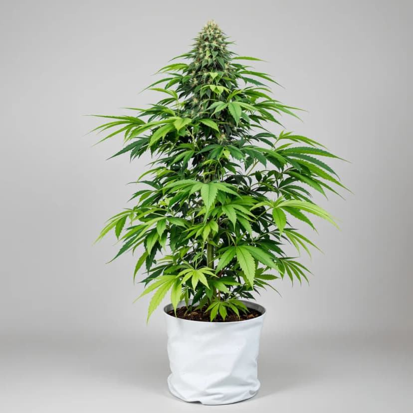 Buckeye Purple feminized cannabis plant