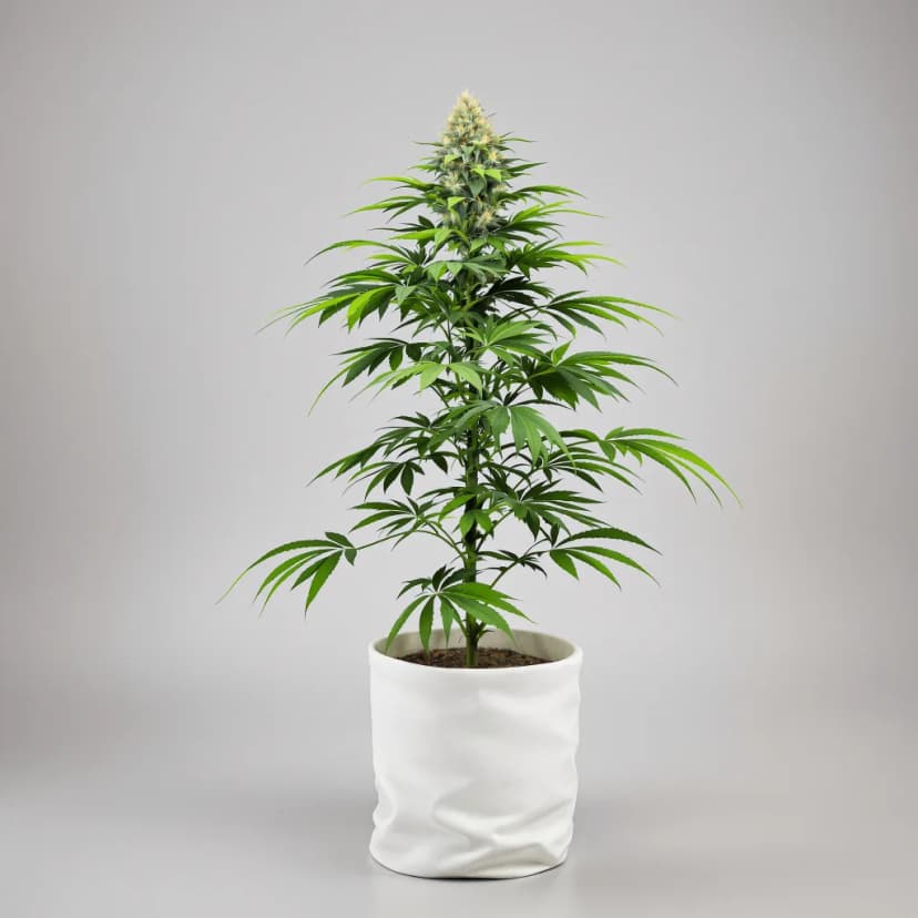 Buddha Tahoe feminized cannabis plant