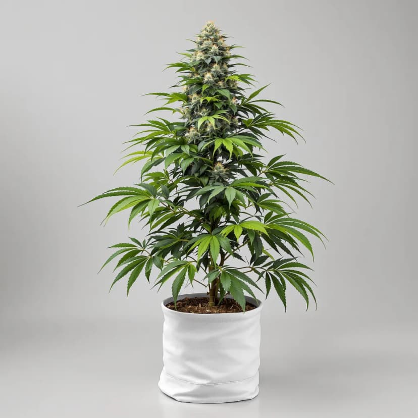 Burkle autoflower cannabis plant
