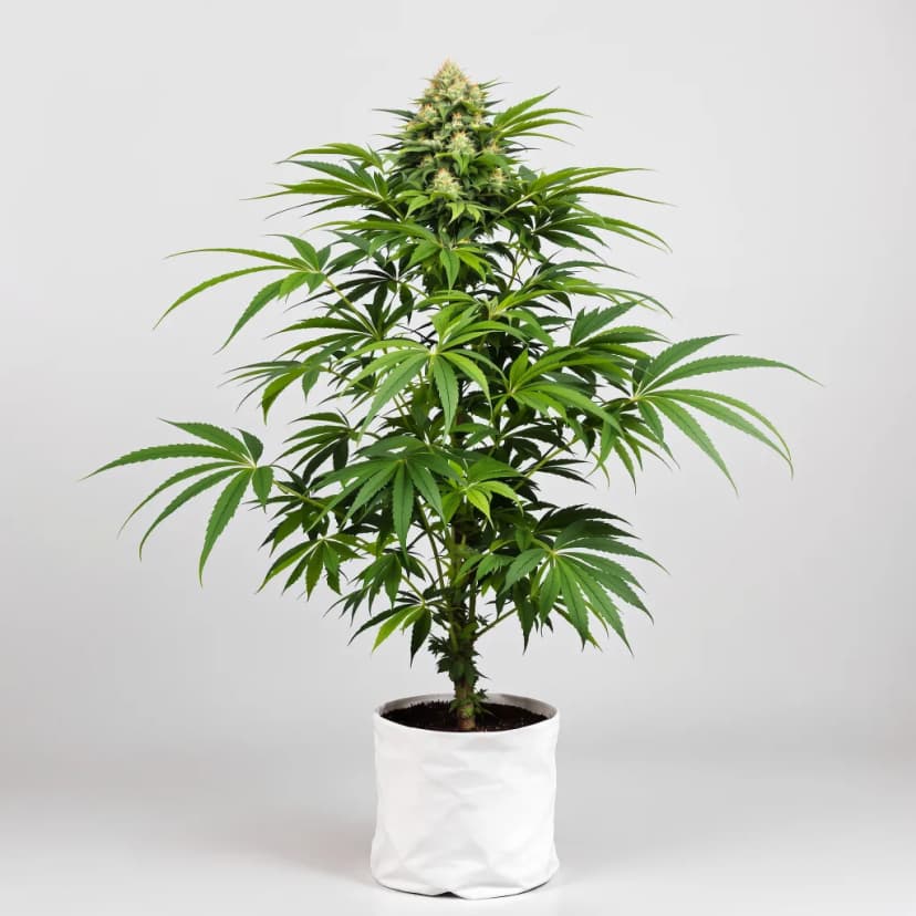 Butter OG feminized cannabis plant