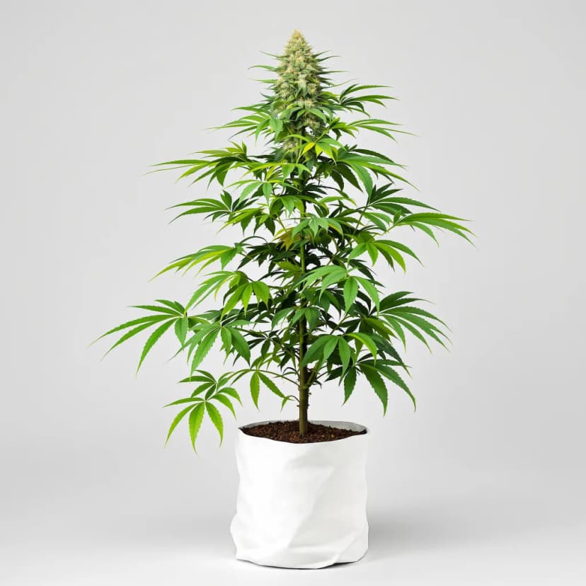 C4 feminized cannabis plant