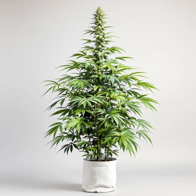 Cactus feminized cannabis plant