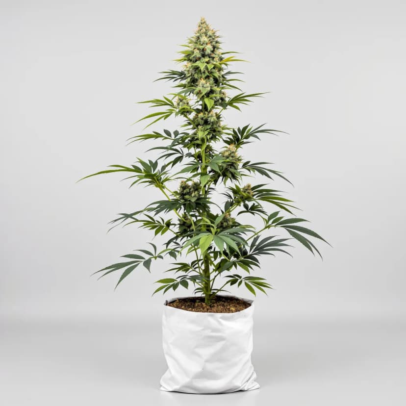 Cadillac Purple feminized cannabis plant