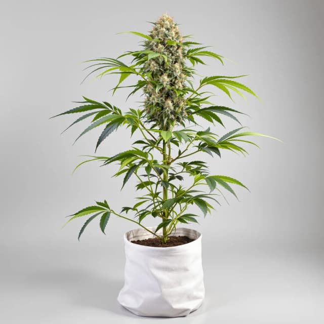 Caffeine Bomb feminized cannabis plant