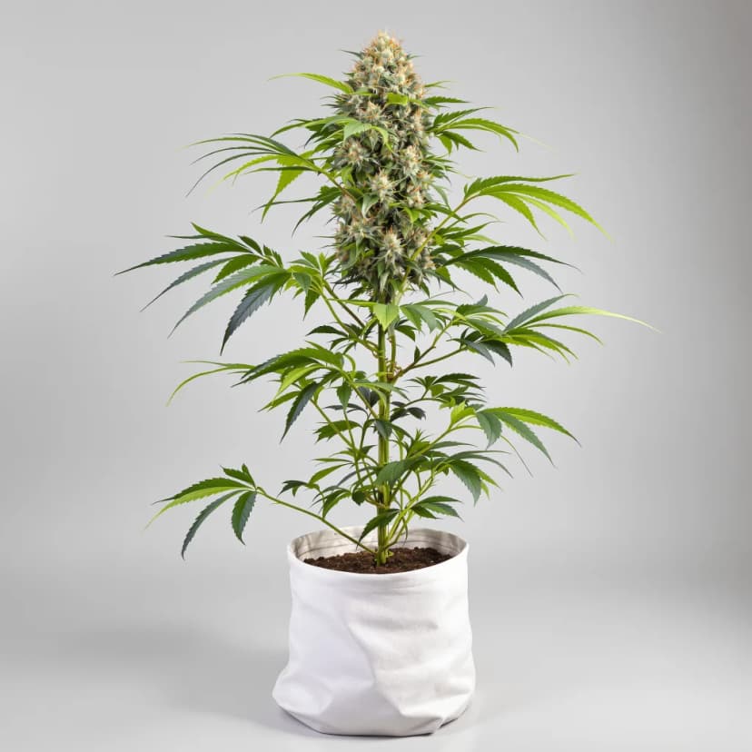 Caffeine Bomb feminized cannabis plant