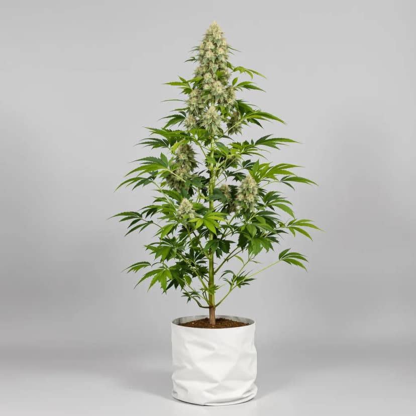 Cali Jack feminized cannabis plant