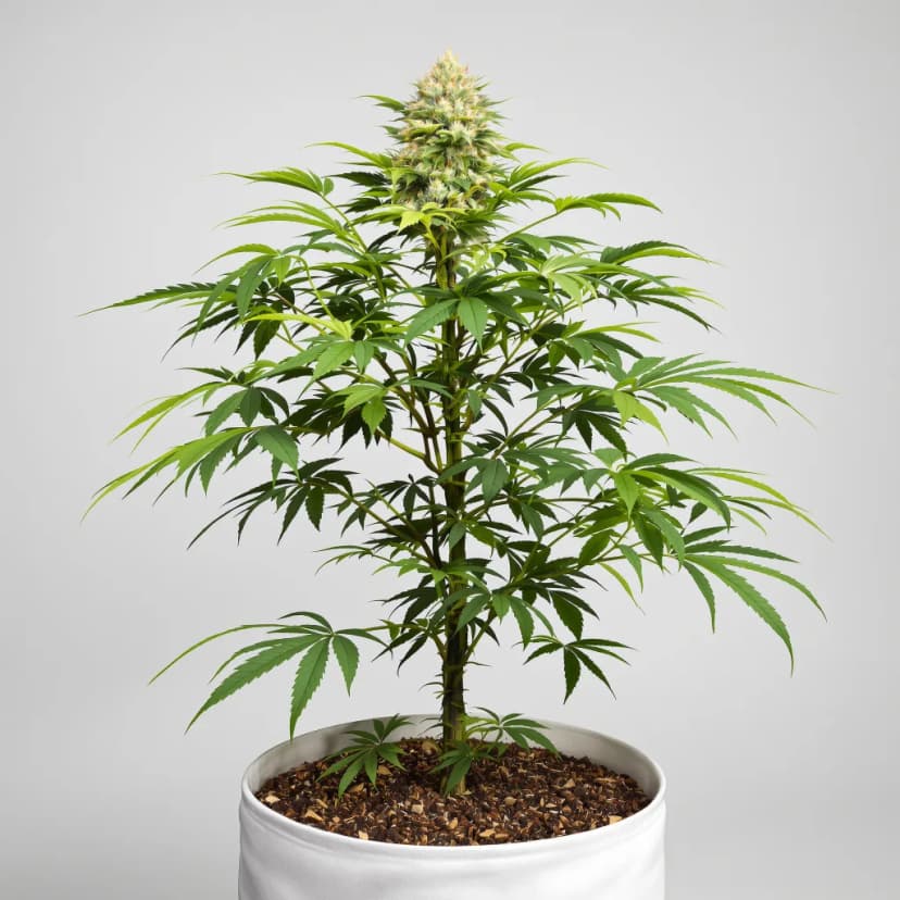 California Grapefruit feminized cannabis plant