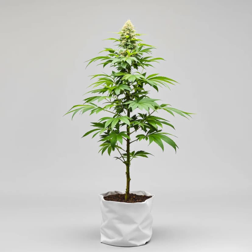 California Orange autoflower cannabis plant