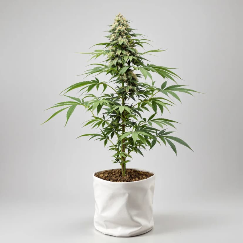 Candy Cane autoflower cannabis plant