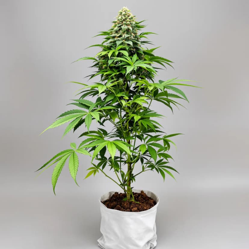 Candy Cane feminized cannabis plant