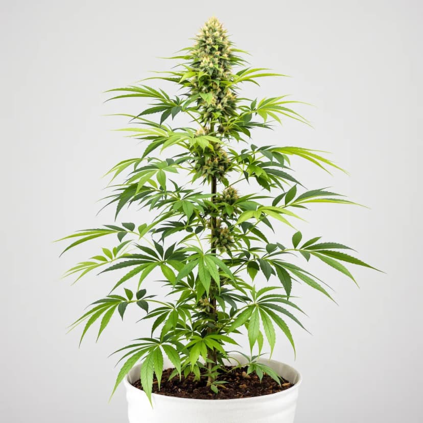 Candy Jack feminized cannabis plant