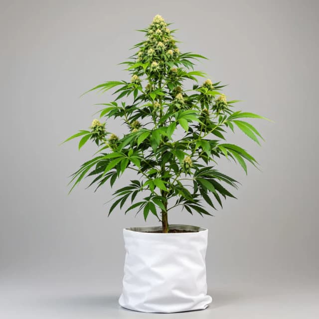 Candy Kush cannabis seeds packaging, Royal King Seeds USA