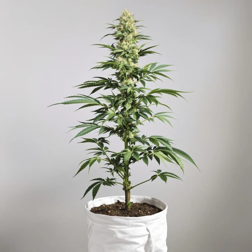 Candy Kush feminized cannabis plant