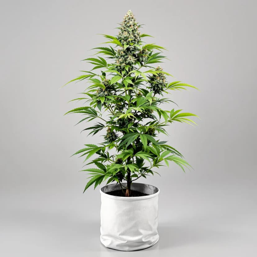 Candyland Peyote feminized cannabis plant