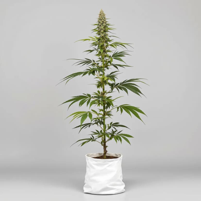 Cannalope Haze feminized cannabis plant