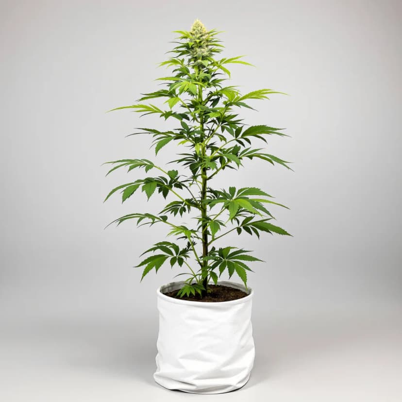 Cannalope Kush autoflower cannabis plant