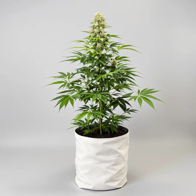Cannatonic CBD feminized cannabis plant
