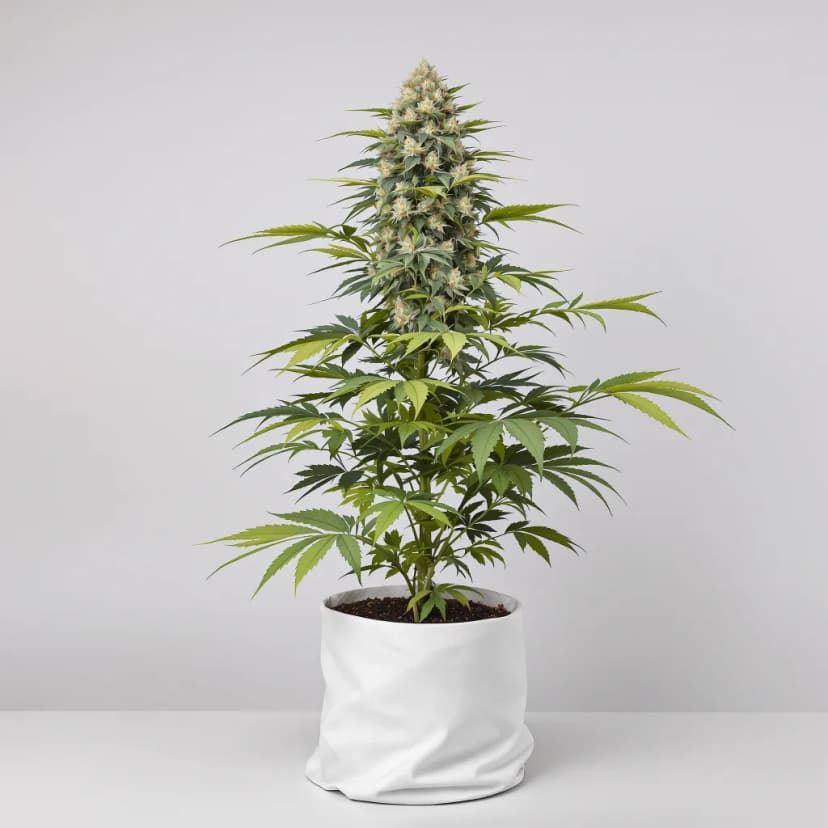 Capers feminized cannabis plant