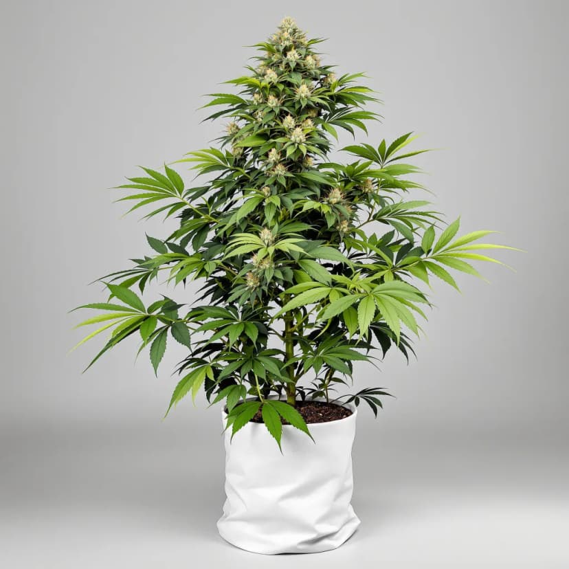 Casper OG autoflower cannabis plant
