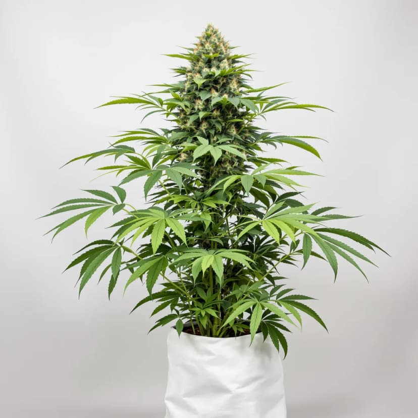 Casper OG feminized cannabis plant