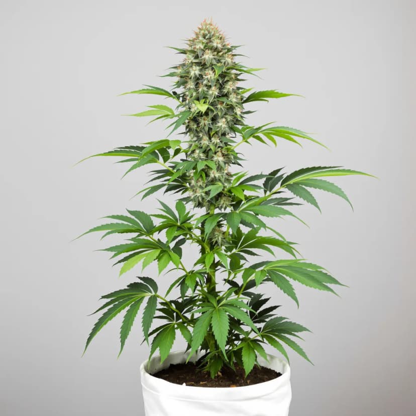 Cataract Kush autoflower cannabis plant