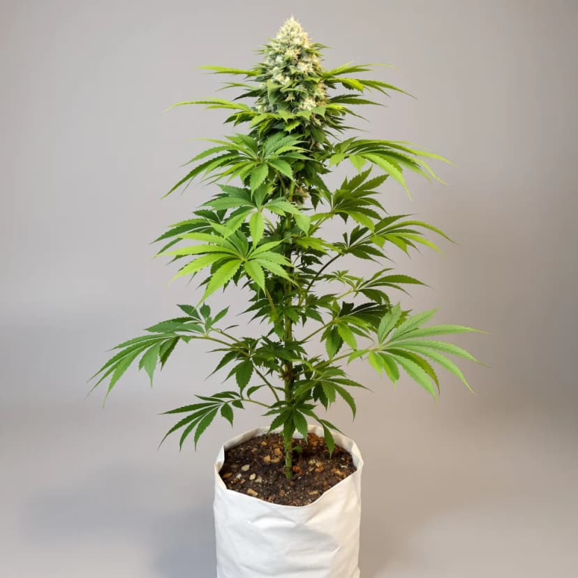CBD Blue Shark feminized cannabis plant