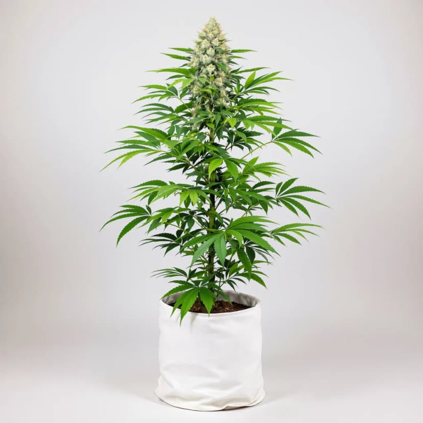 CBD Caramel feminized cannabis plant