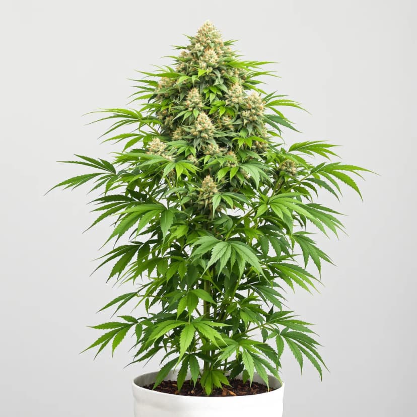 CBD Cream & Cheese feminized cannabis plant