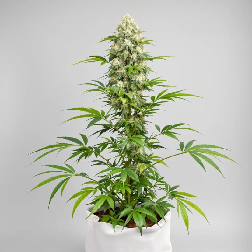 CBD Critical Cure feminized cannabis plant