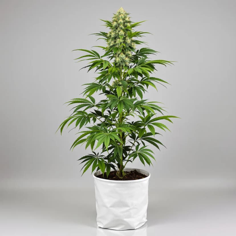 CBD Critical Mango feminized cannabis plant