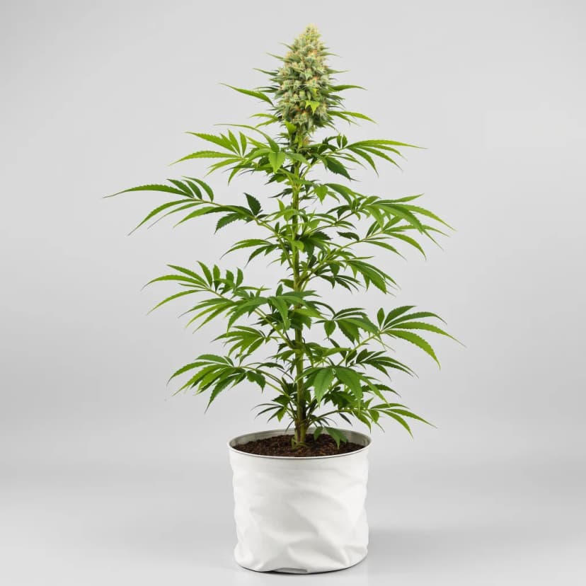 CBD Critical Mass feminized cannabis plant