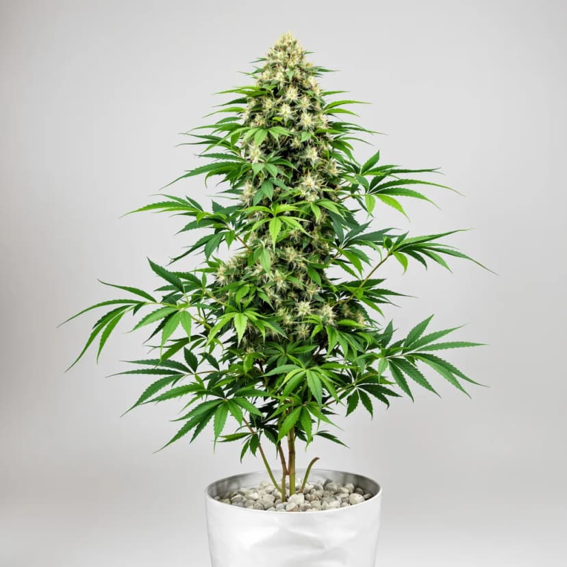 CBD Fast Eddy feminized cannabis plant