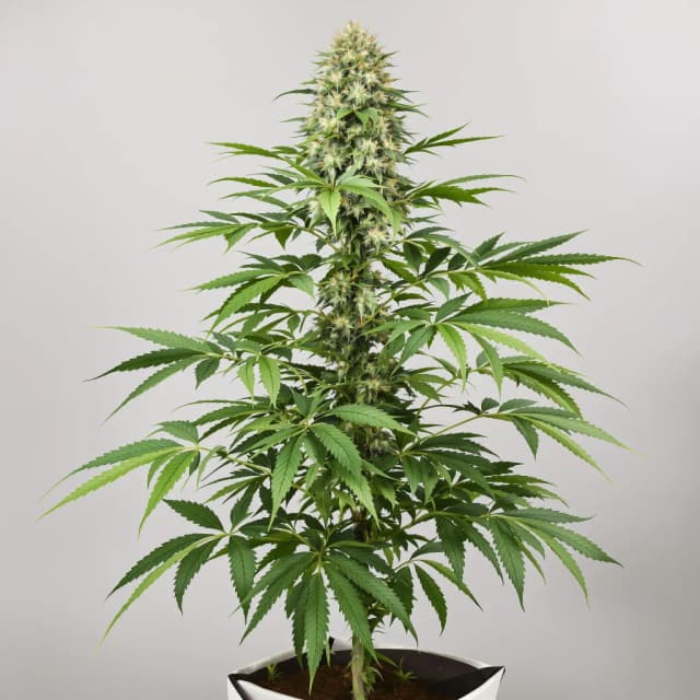 CBD Lemon Potion feminized cannabis plant