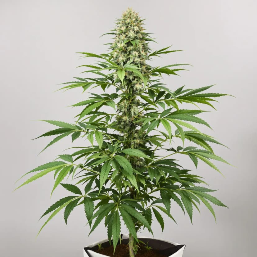 CBD Lemon Potion feminized cannabis plant