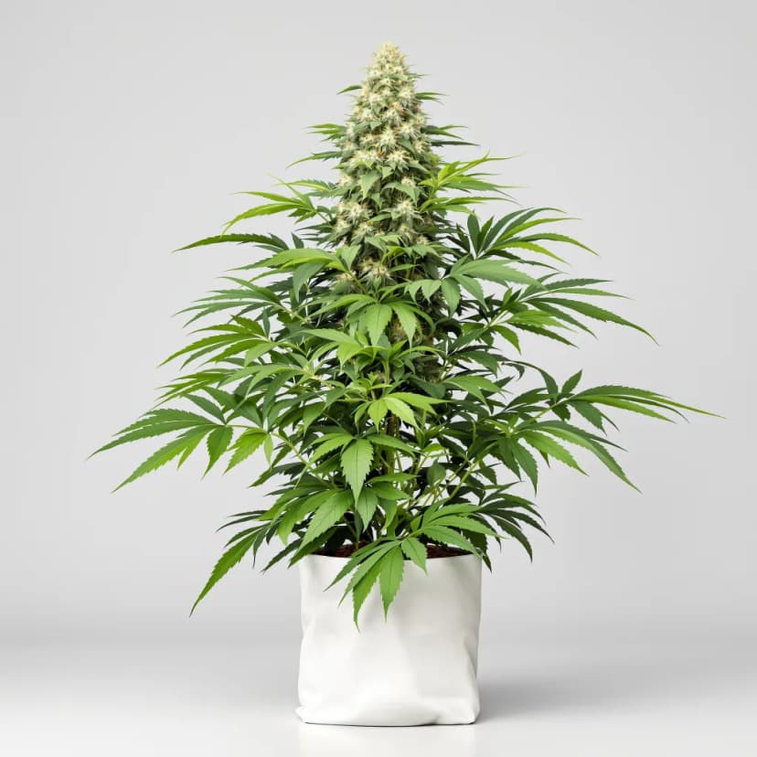 CBD MediHaze feminized cannabis plant