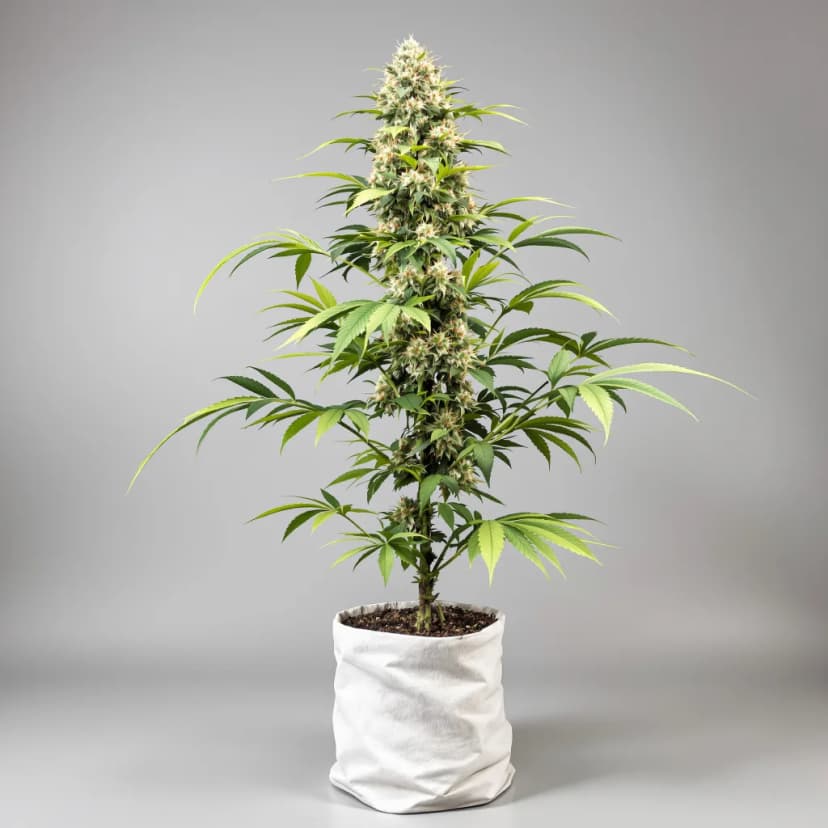 CBD PH Haze feminized cannabis plant