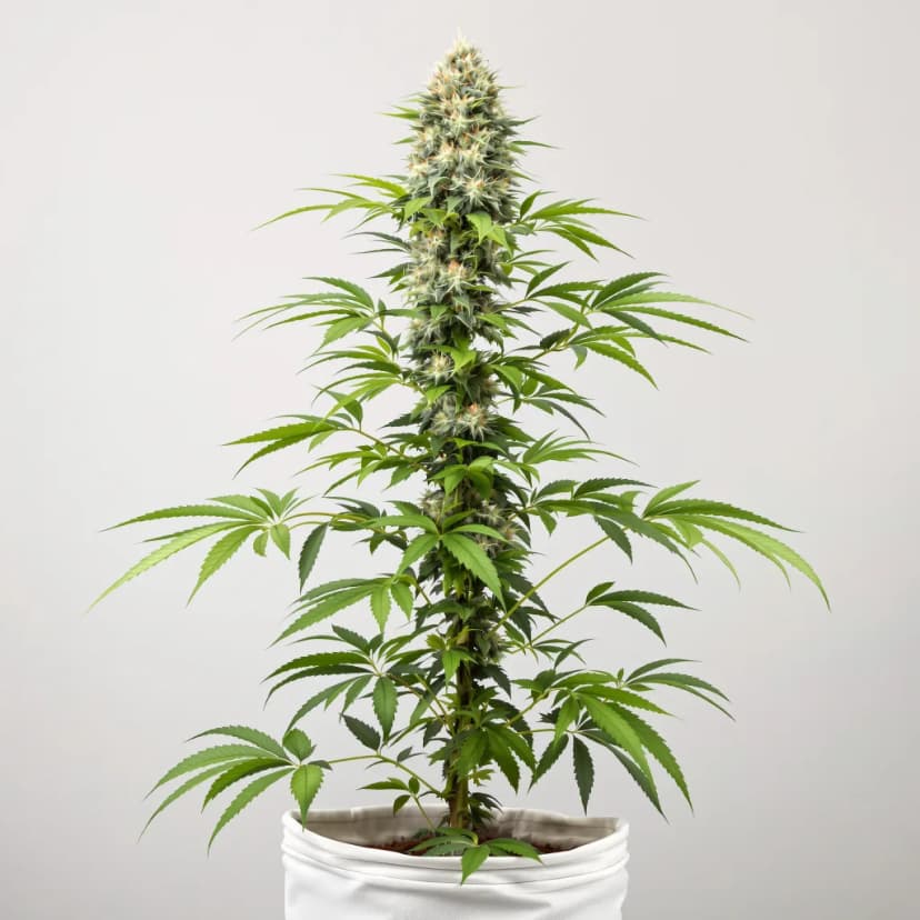 CBD Shark feminized cannabis plant