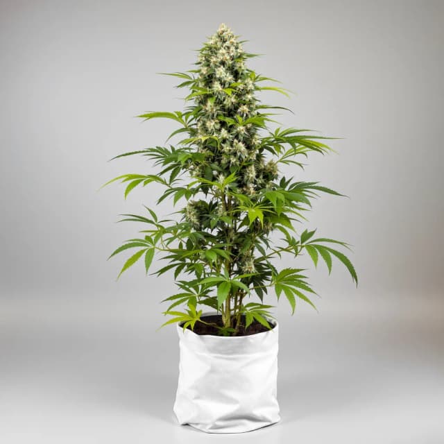 CBD Solomatic cannabis seeds packaging, Royal King Seeds USA