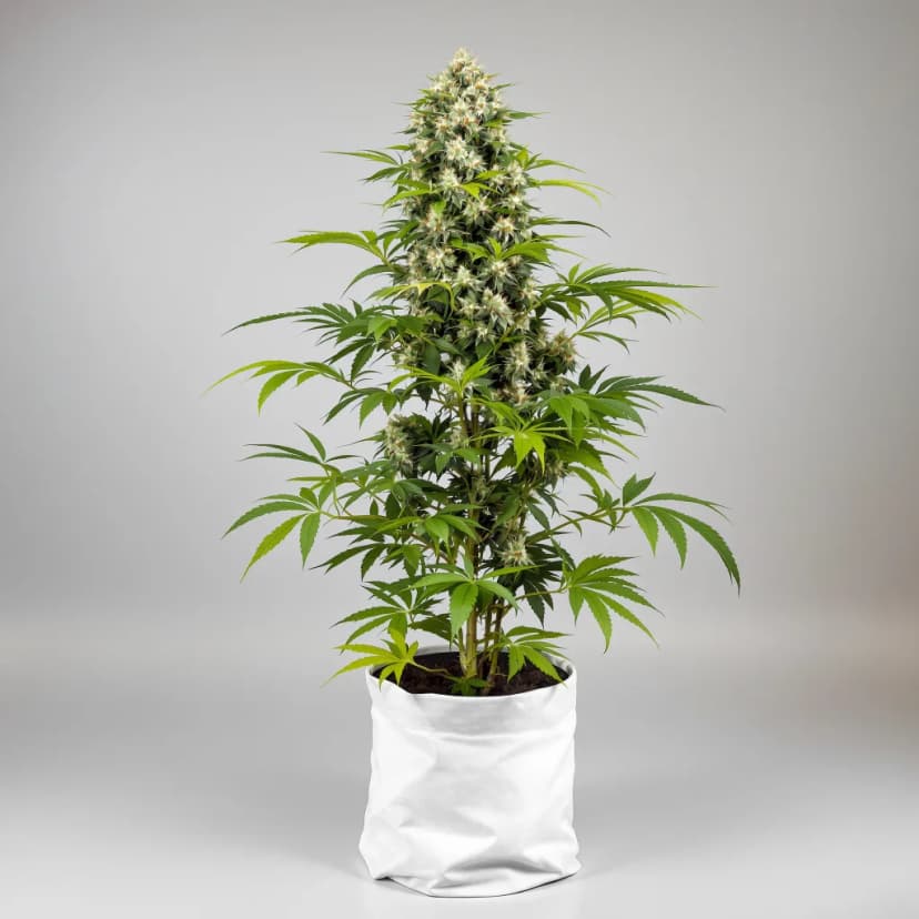 CBD Solomatic autoflower cannabis plant
