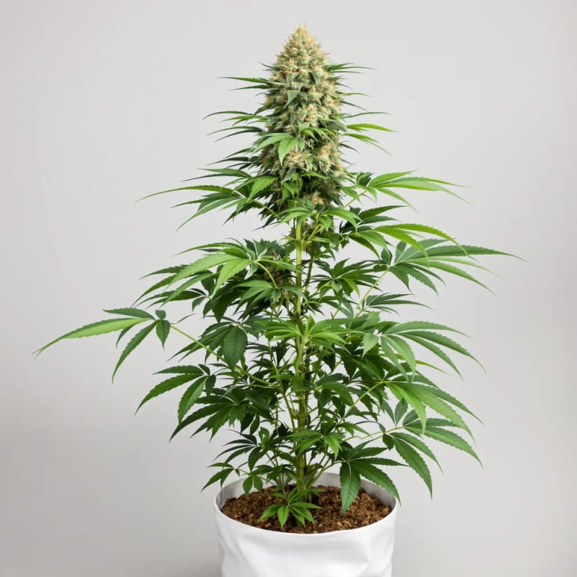 CBD Solomatic feminized cannabis plant