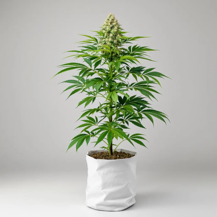 CBD Sour Lemon feminized cannabis plant